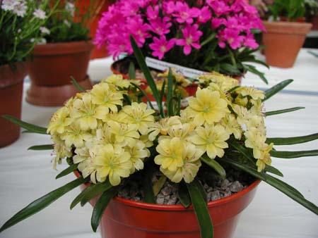 Lewisia Carousel hybrid