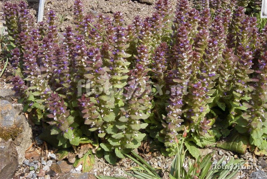 Ajuga pyramidalis