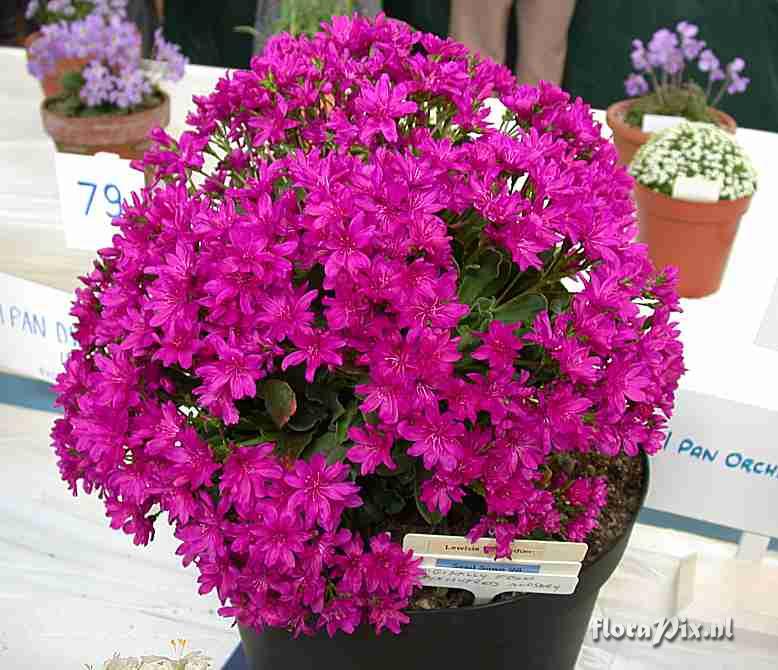 Lewisia cotyledon