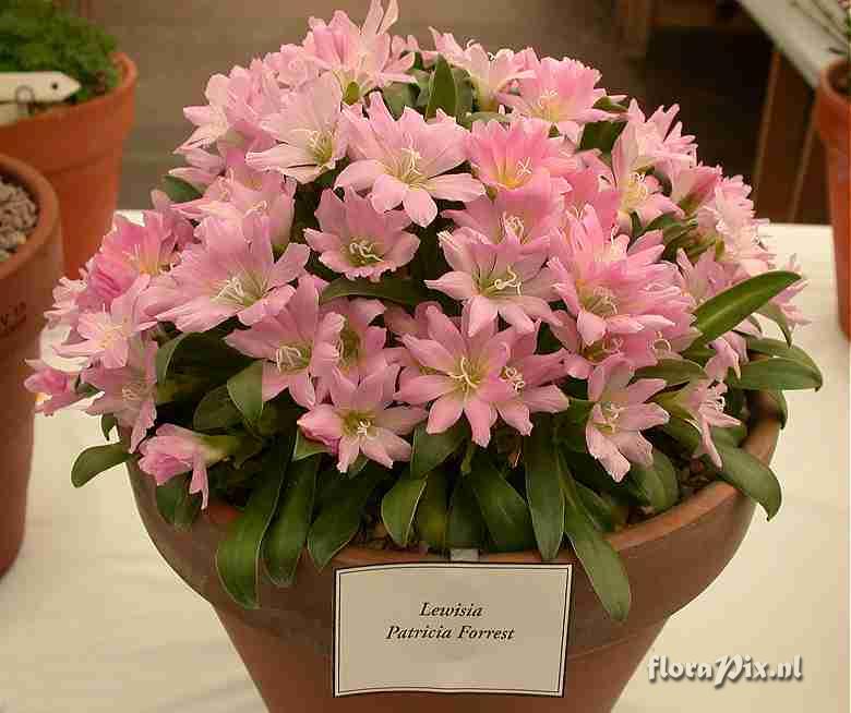 Lewisia Patricia Forrest