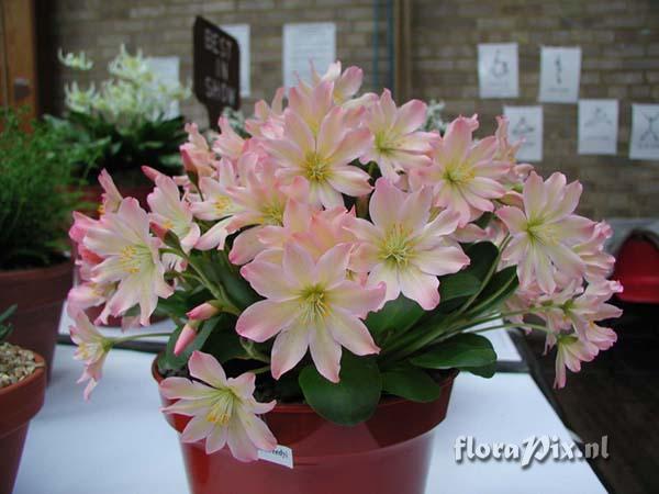 Lewisia tweedyi