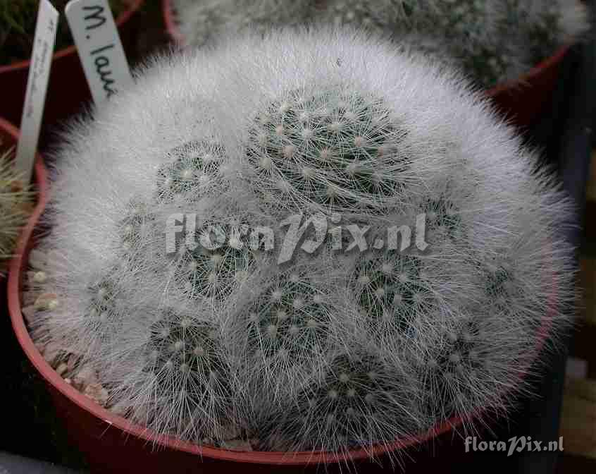 Mammillaria sp.