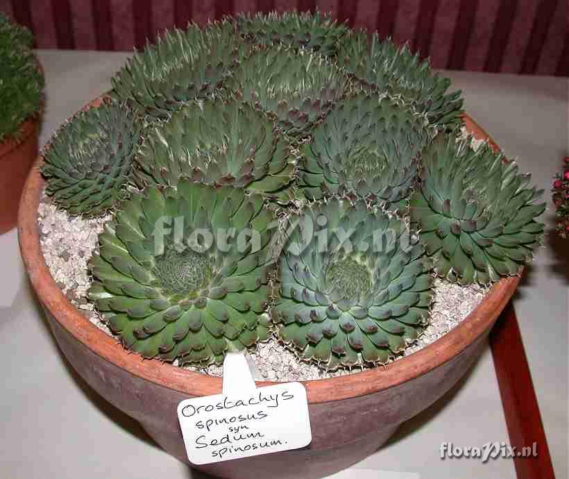 Orostachys spinosus