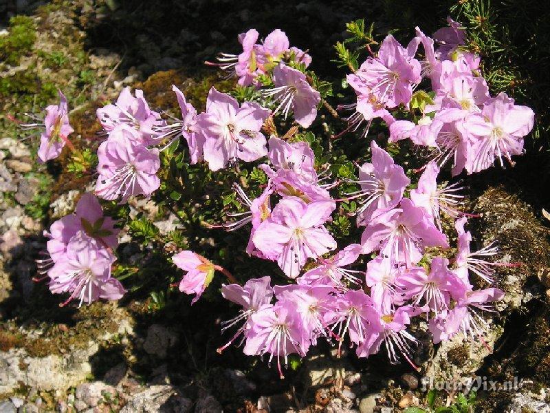 Rhodothamnus chamaecistus