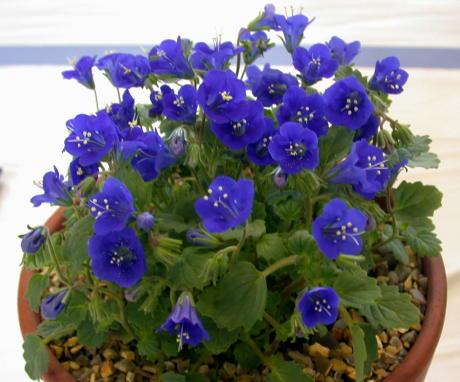 Phacelia campanularia colour comparison