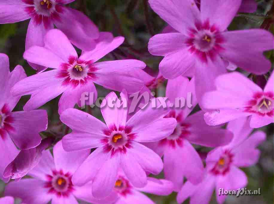 Phlox subulata common but pretty