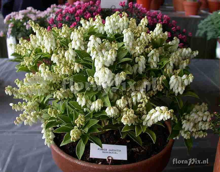 Pieris japonica Sarabande