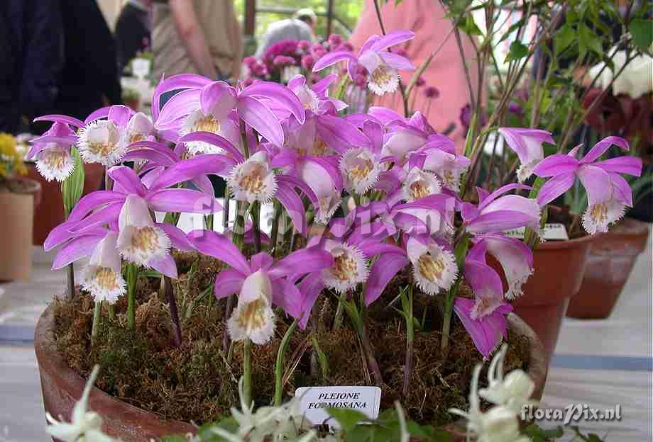 Pleione formosana