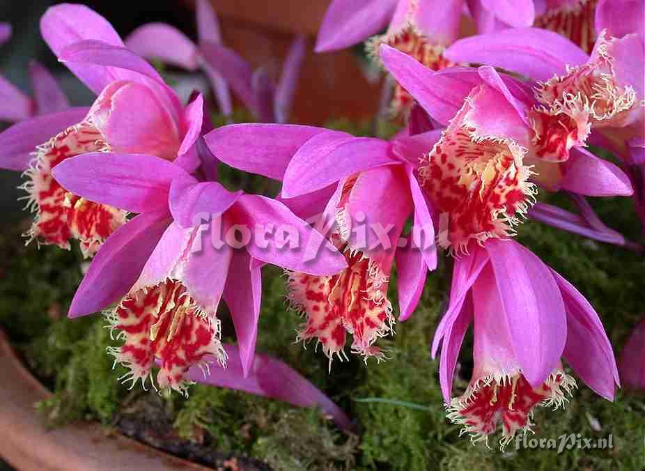 Pleione Phoenix close up