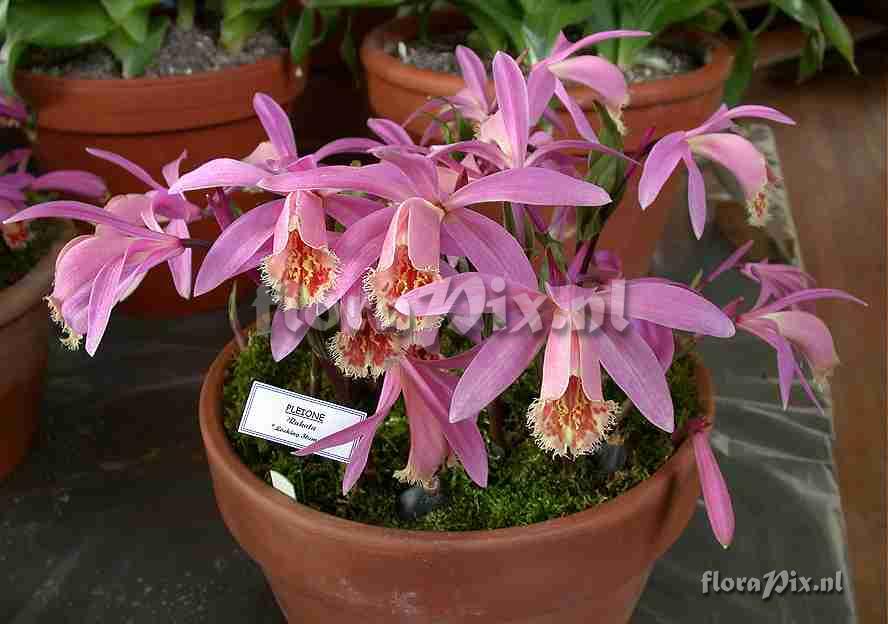 Pleione Rakata Locking Stump