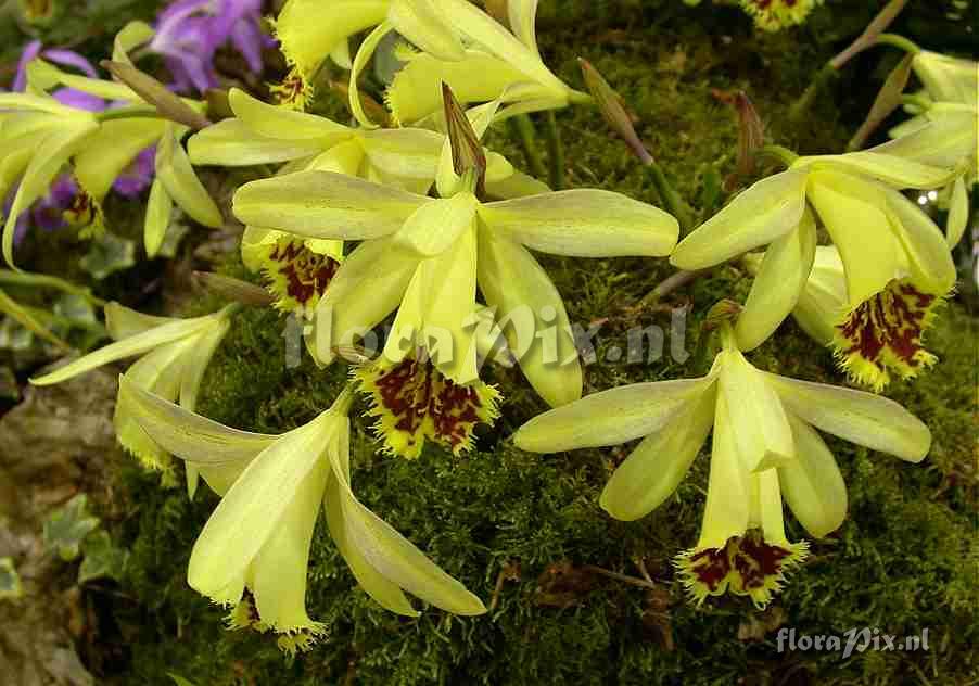 Pleione Shantung Ducat