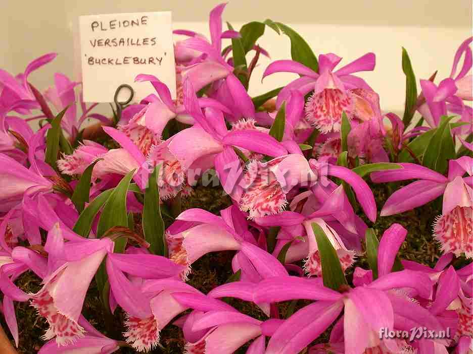 Pleione versailles Bucklebury