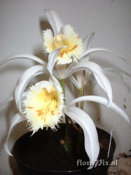 Pleione sp.