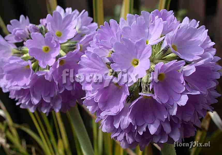 Primula denticulata