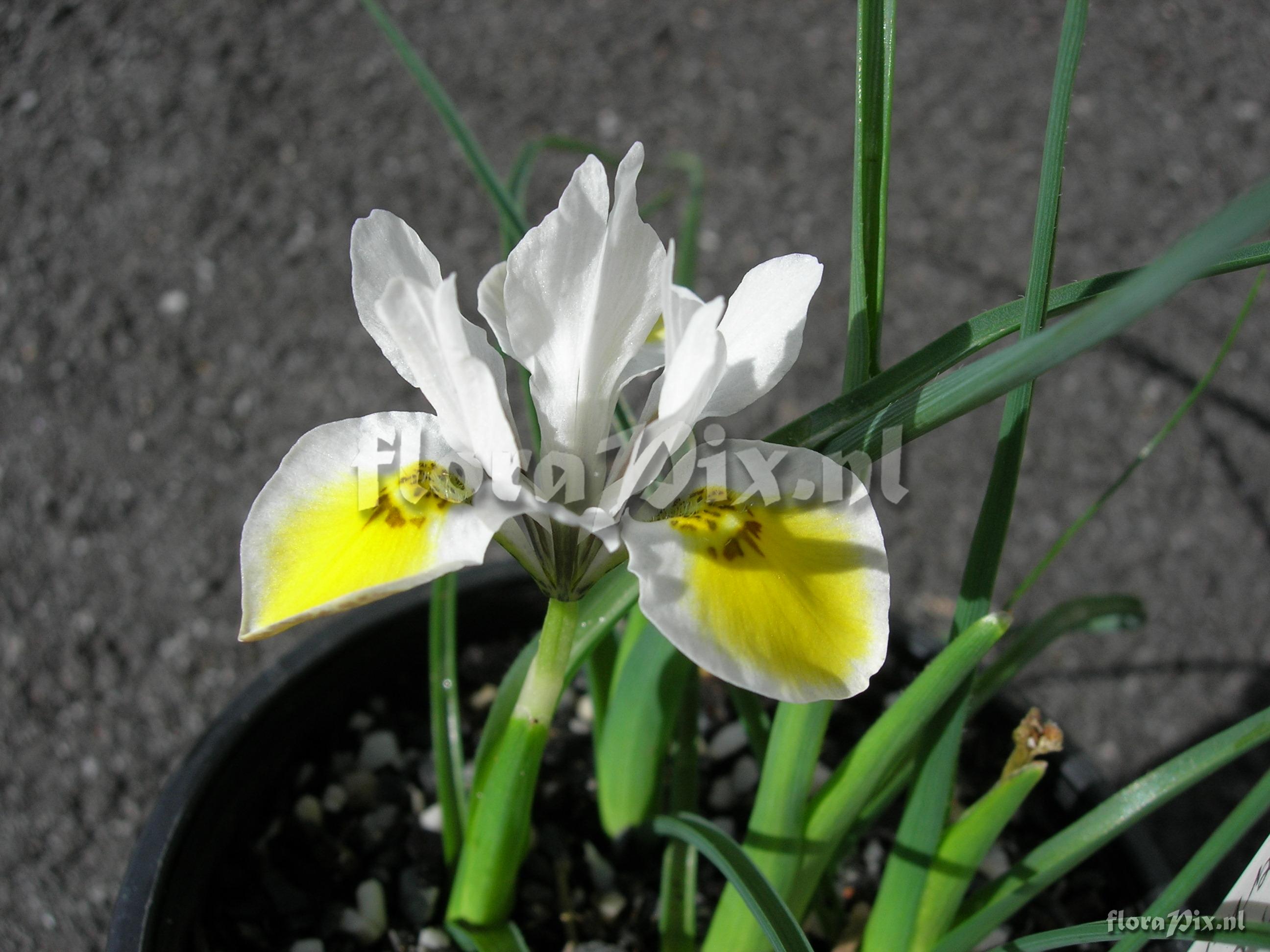 Moraea macronyx