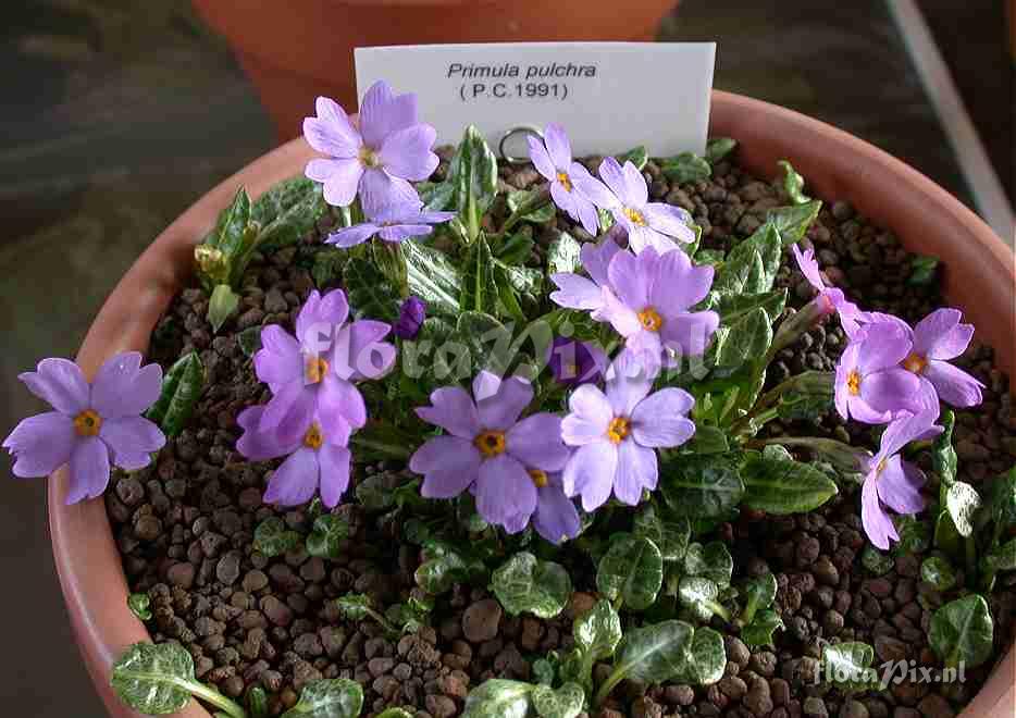 Primula pulchra