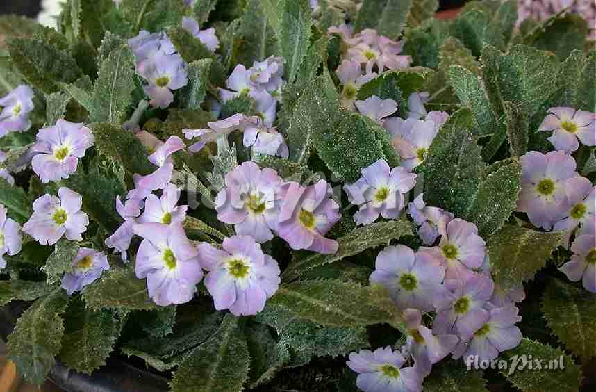 Primula x Arduaine