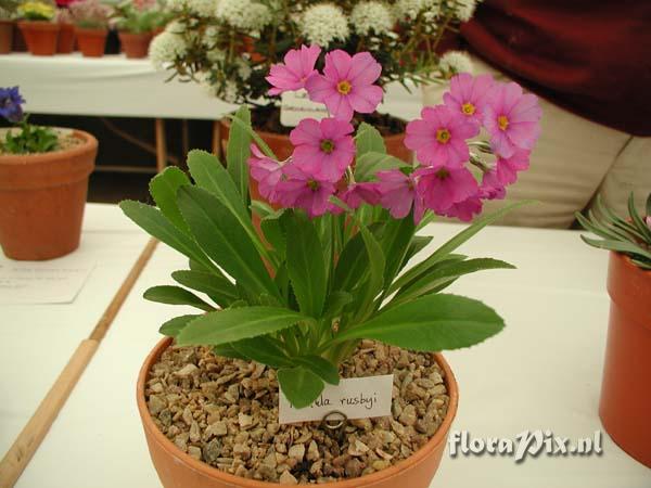 Primula rusbyi