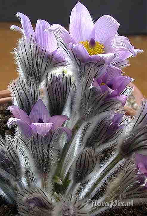 Pulsatilla grandis