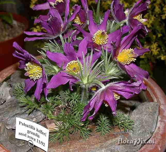 Pulsatilla halleri grandis