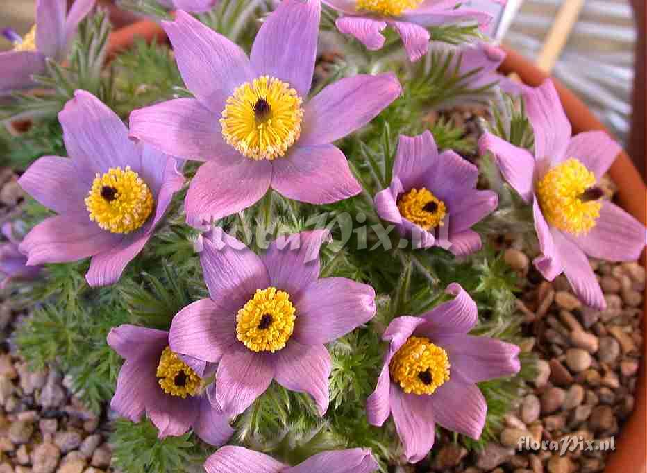 Pulsatilla halleri