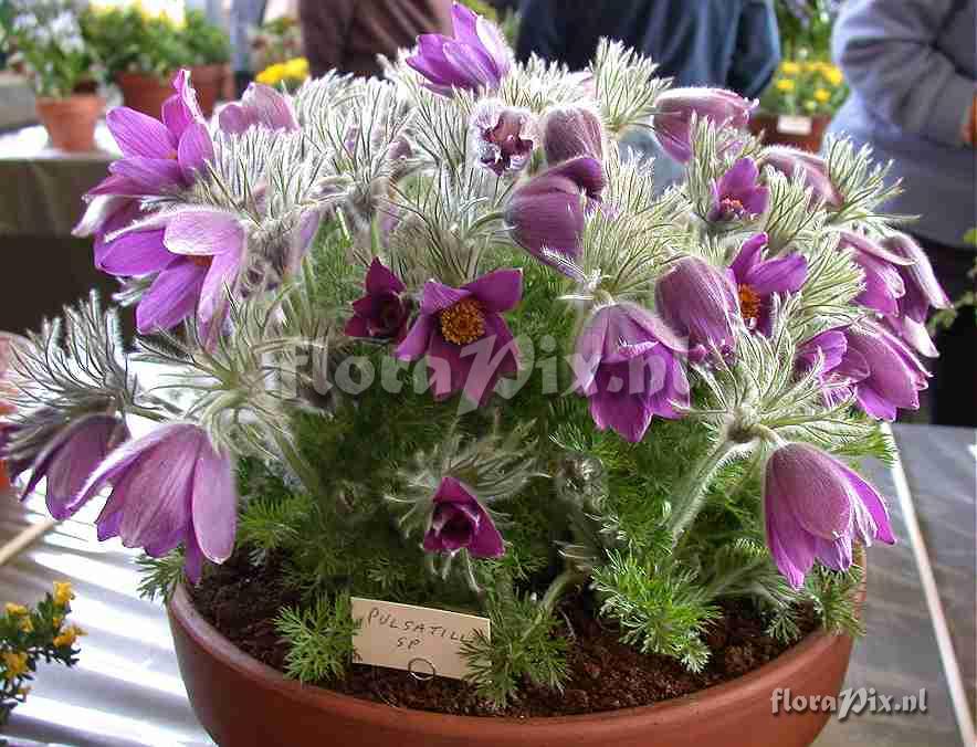 Pulsatilla species