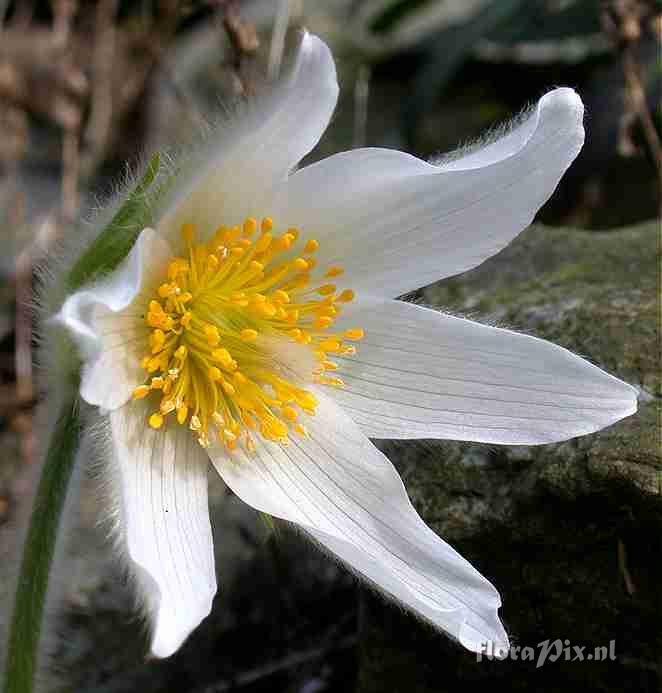 Pulsatilla vulgaris alba