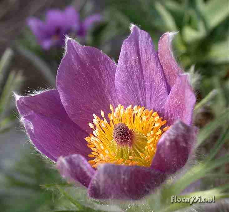 Pulsatilla vulgaris cameo shot