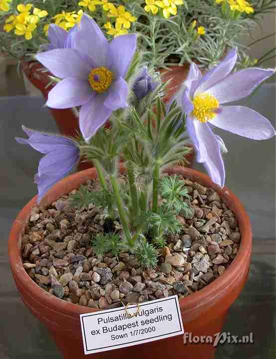 Pulsatilla vulgaris