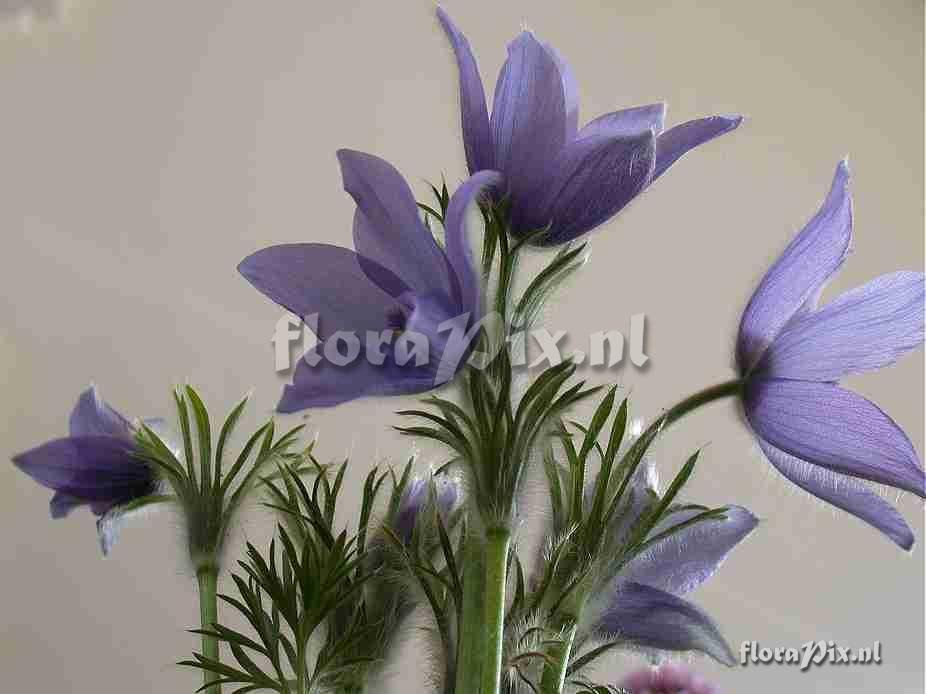 Pulsatilla ex 