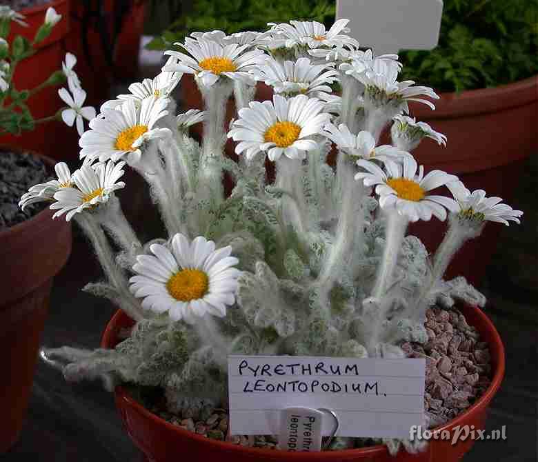 Pyrethrum leontopodium