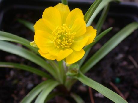 Ranunculus montanus