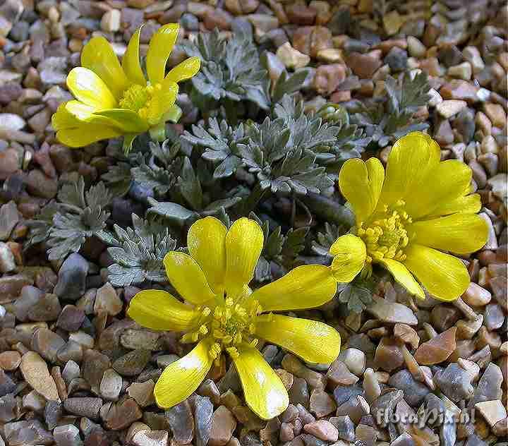 Ranunculus crithmifolius