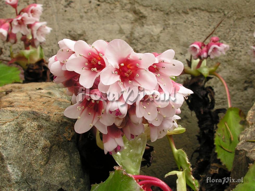 Bergenia ciliata