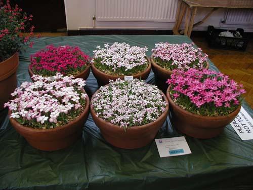 Rhodohypoxis Three pans of Rhodohypoxis