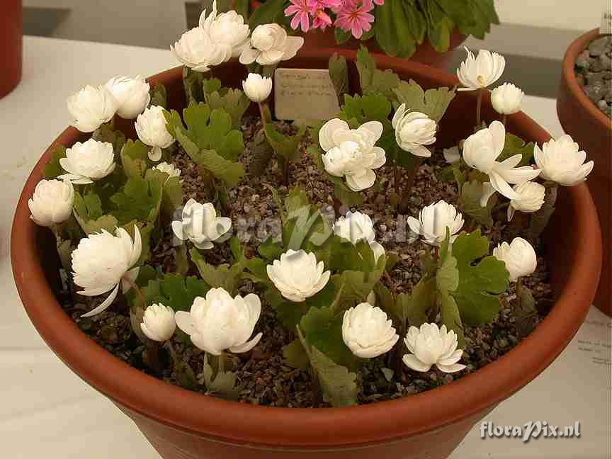 Sanguinaria canadensis Flora plena