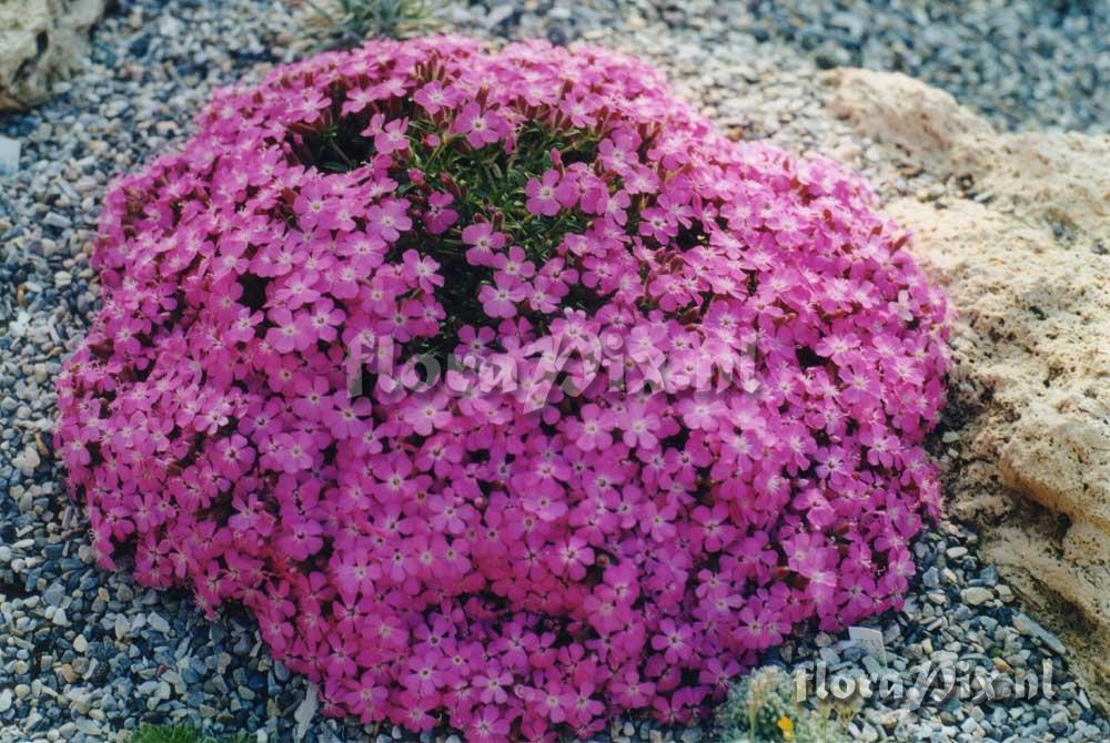 Saponaria bressingham