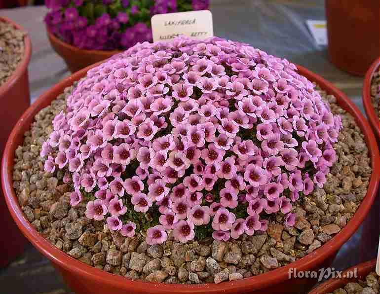 Saxifraga Allendale Betty