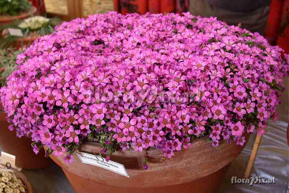 Saxifraga oppositifolia Theoden