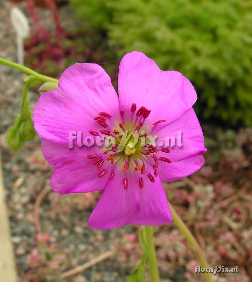 Calandrinia grandiflora