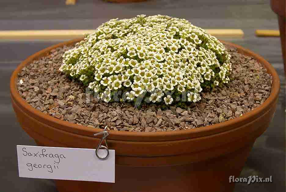 Saxifraga georgii