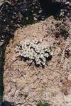 Saxifraga oppositifolia alba