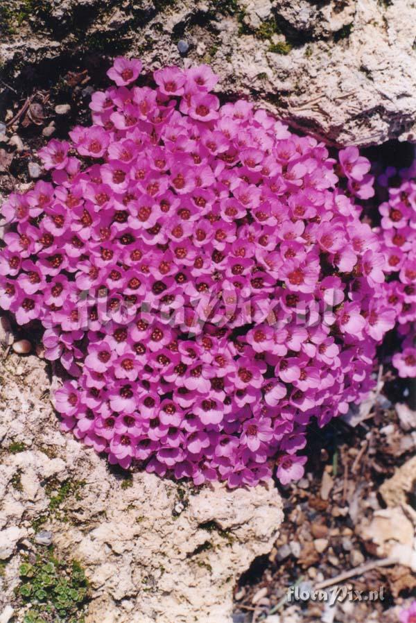 Saxifraga oppositifolia St Kilda