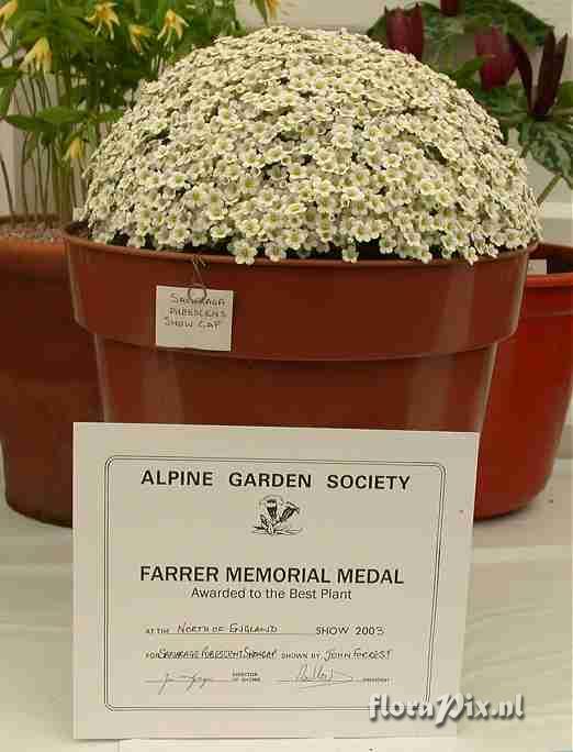 Saxifraga pubescens Snowcap