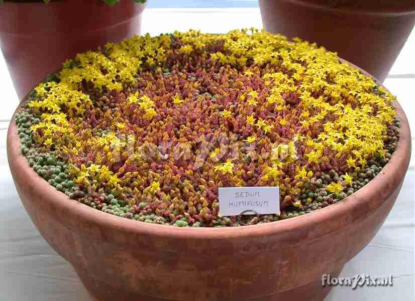 Sedum humifusum