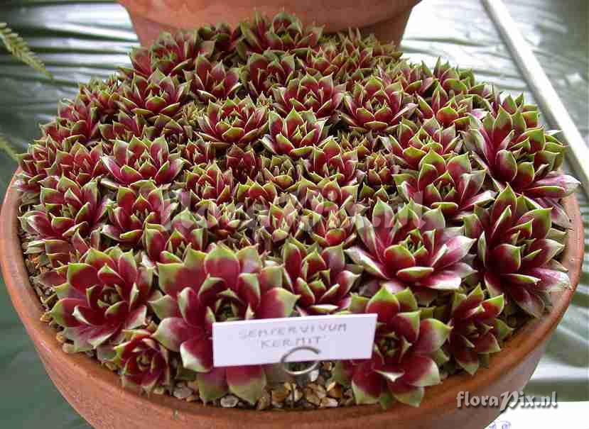 Sempervivum Three pans of Sempervivum