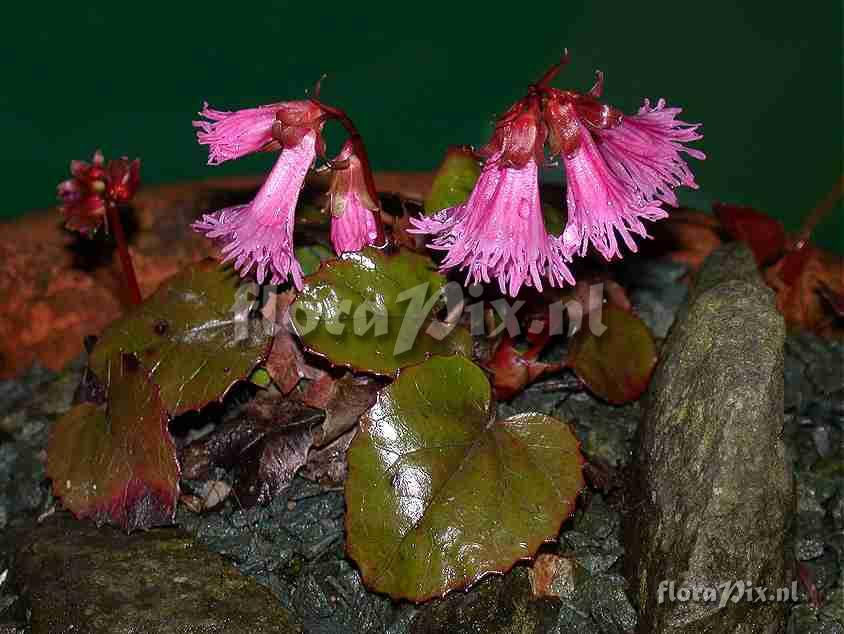 Shortia soldanelloides f. alpina