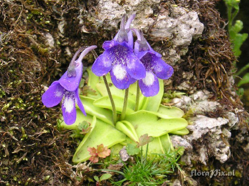 Pinguicula leptoceras