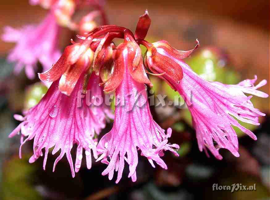 Shortia soldanelloides f. alpina close up