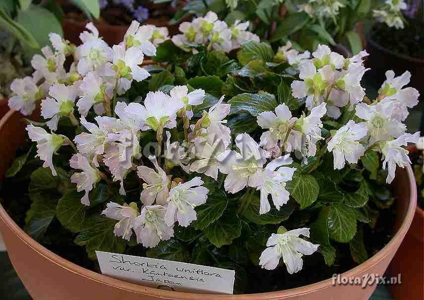 Shortia uniflora var kantoensis